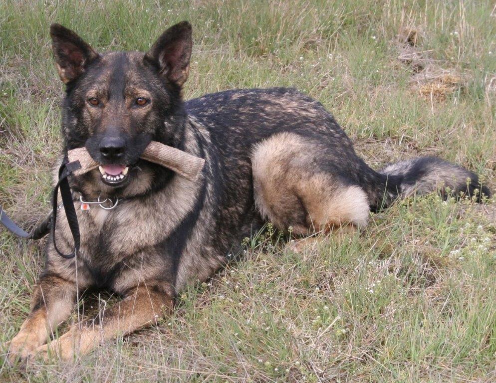 K-9 Fury