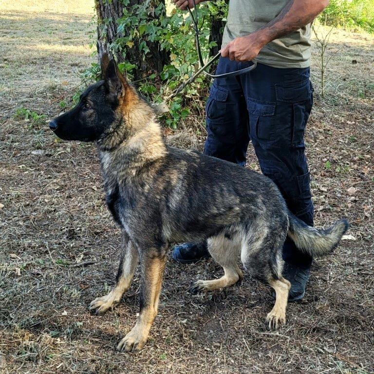 K9 Vuki