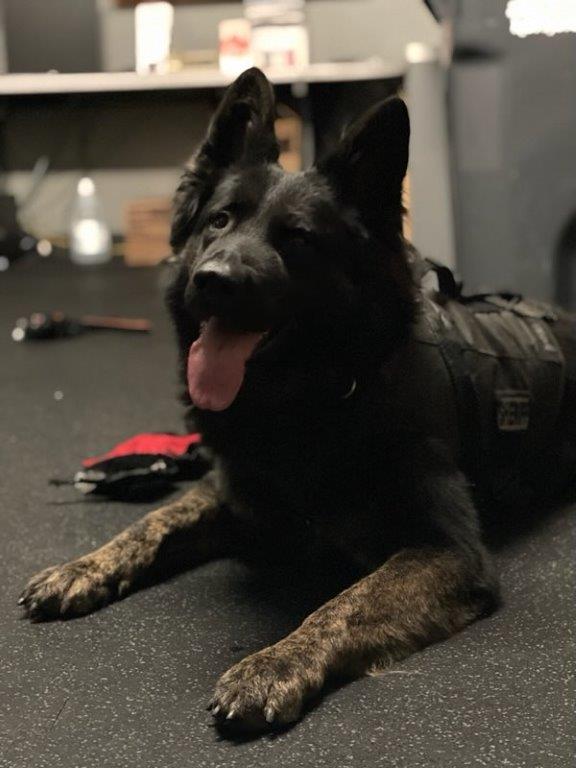 K9 Oso