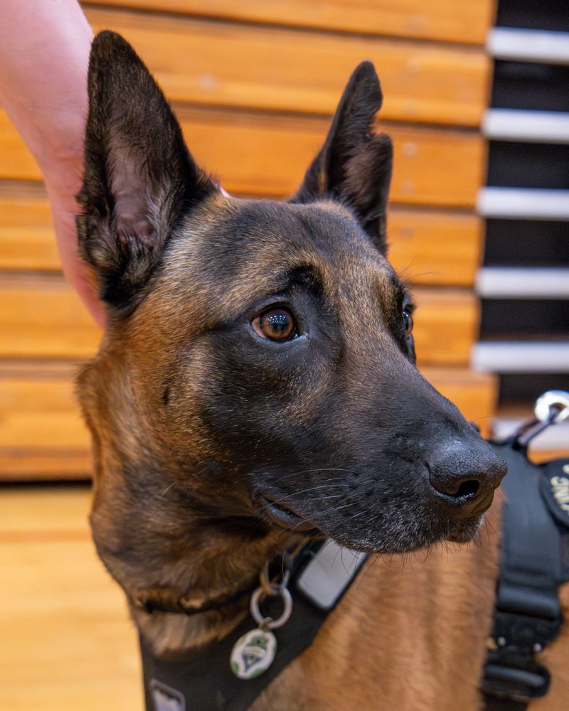 K9 Rain