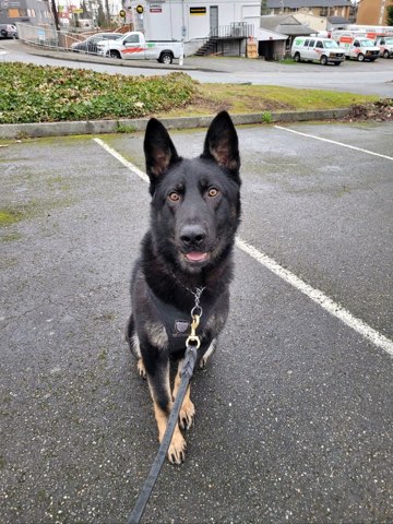 K9 Rex
