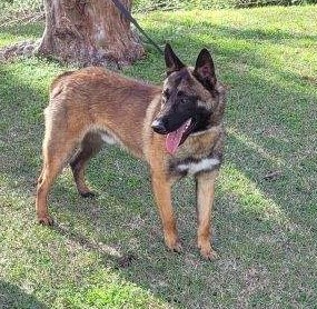 K-9 Ryder