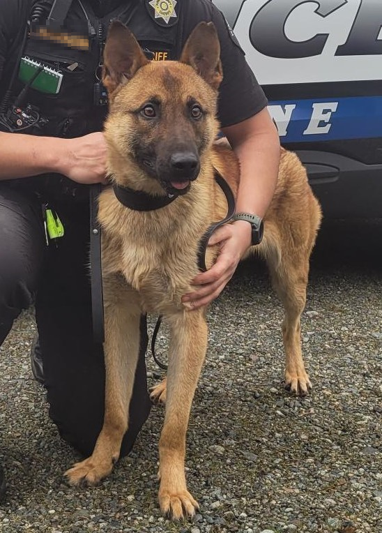 K9 Scooter