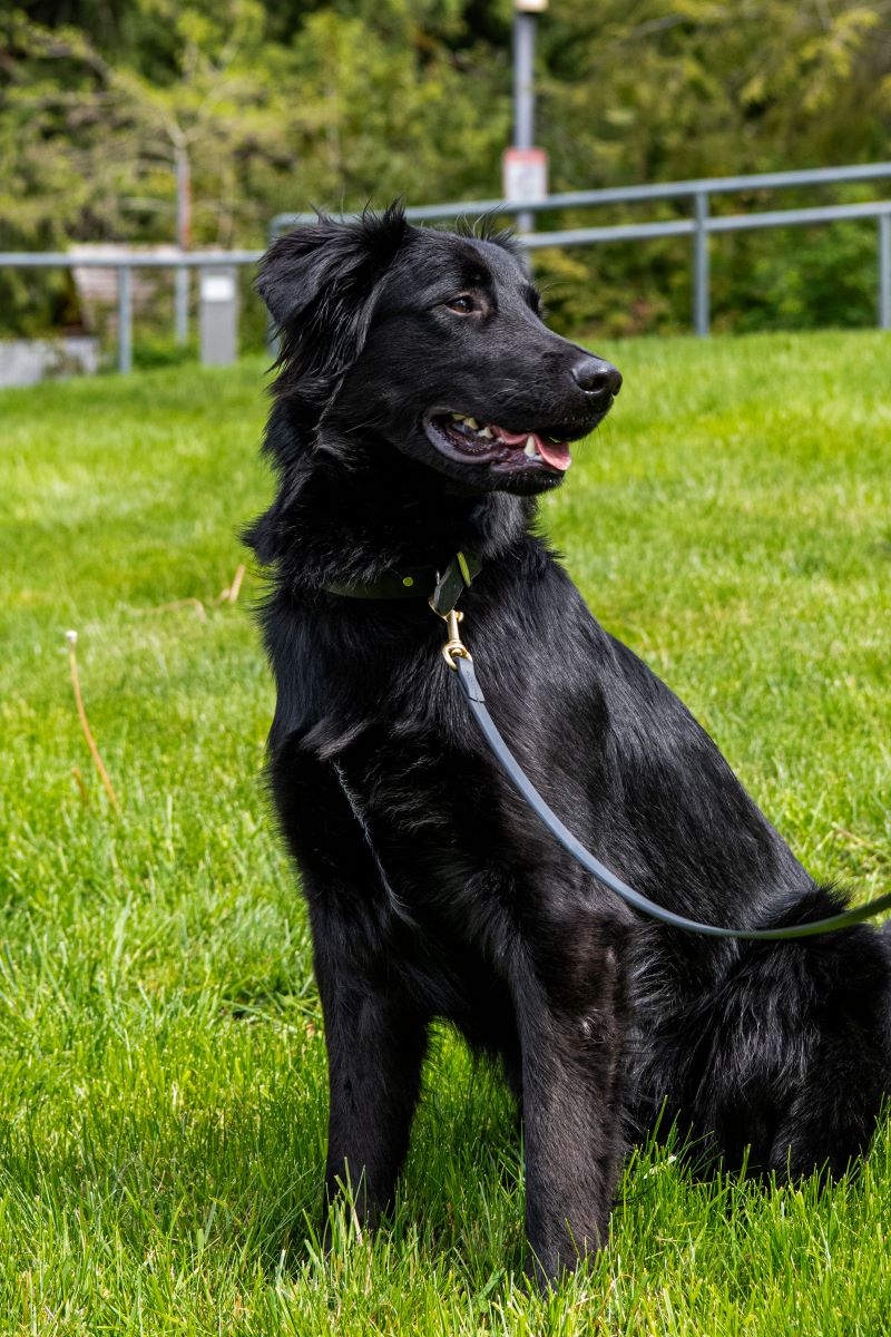 K9 Shadow