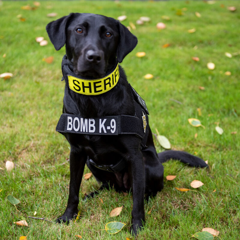 Bomb detection K9