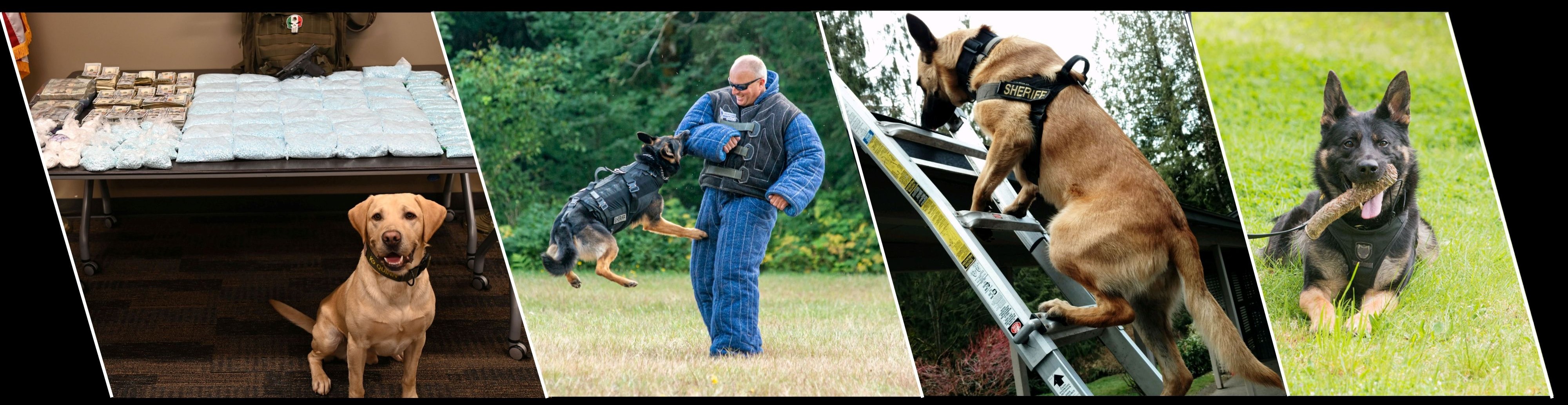 Four‑panel collage featuring police K9 activities: a narcotics dog sitting in front of a table of seized items, a K9 working on bite work, a K9 climbing a ladder, and a K9 lying in grass holding a toy