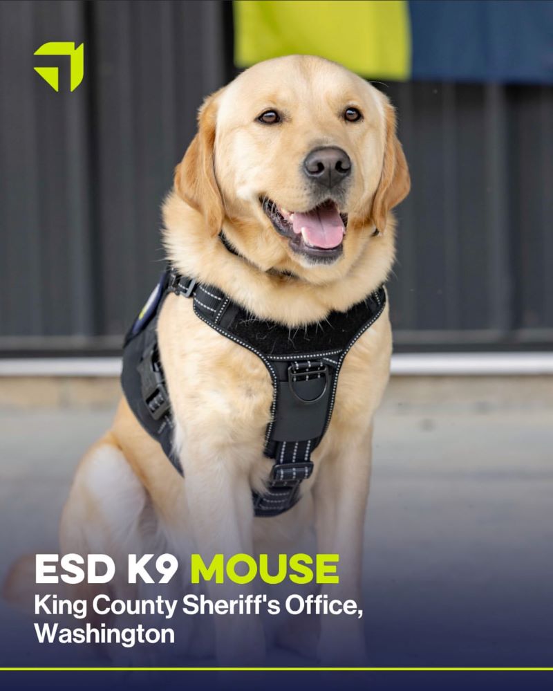 K-9 Mouse