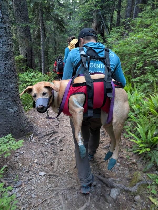 Rescued pup