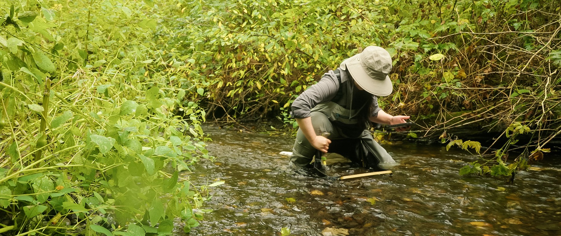 Field researcher studying a King County stream