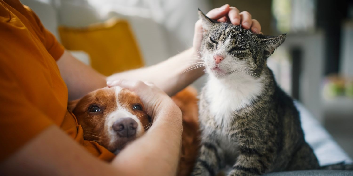 Pet owner petting cat and dog