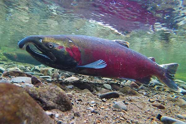 Coho salmon spawning