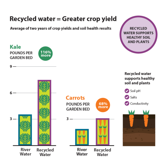 A chart showing that using recycled irrigation water resulted in higher yields of kale and carrots in a DNRP study.