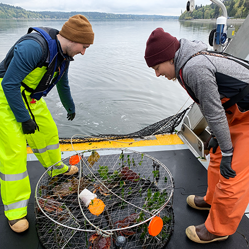 Two people in high visibility yellow and orange safety gear stand on a platform beside the water and look down at a pot of crabs.