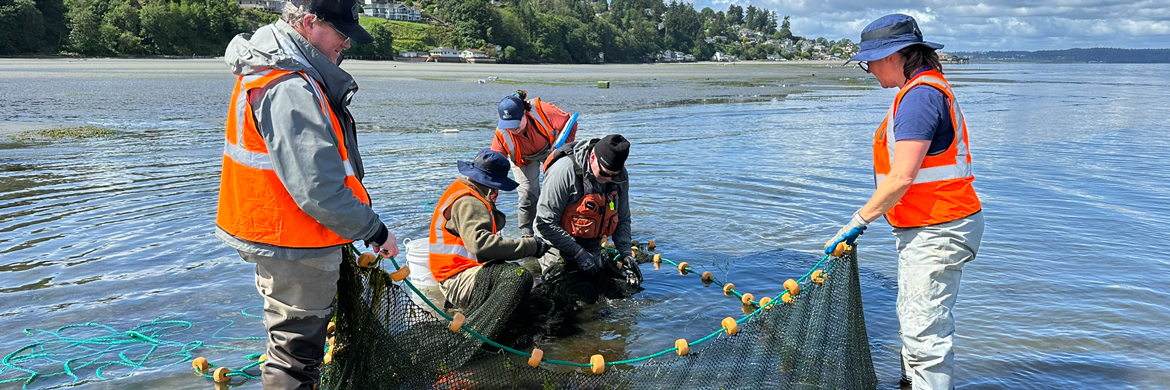 Five people in orange safety vests stand and kneel in calf-deep water. Two hold the edges of a large fishing net while the others look at fish in the net.