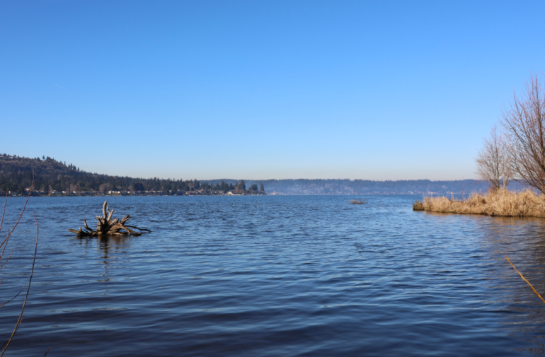 A wide shot of Lake Sammamish with a very blue sky, blue water, and brownish foliage.