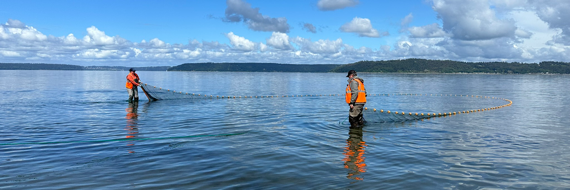 Two distant people in orange safety vests stand in knee-deep water holding the ends of a large net that is mostly submerged.