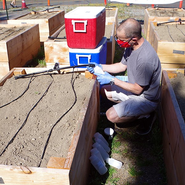 A person with gloves and a mask uses a bottle to collect irrigation water from a raised garden bed.