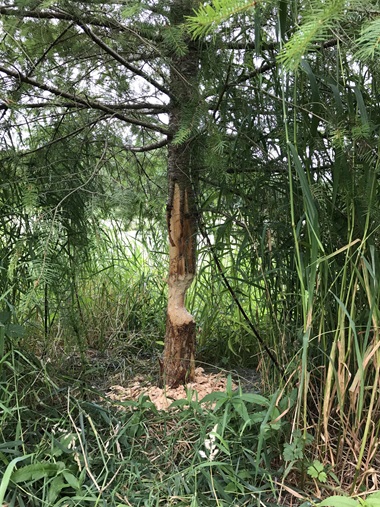 beaver-chewed Douglas-fir still standing
