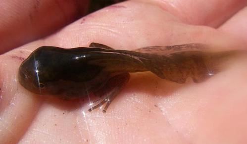 gray tree frog tadpoles