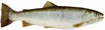 Female cutthroat trout