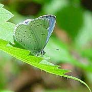 Spring azure butterfly - photo courtesy of Fred Bentler