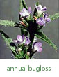annual bugloss