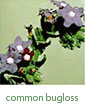 common bugloss