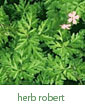 herb Robert