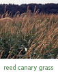 reed canary grass