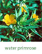 water primrose